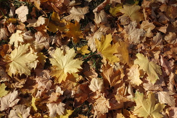 Yellowish brown fallen leaves of maple from above