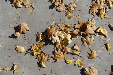 Amber yellow fallen leaves on light grey concrete floor in autumn