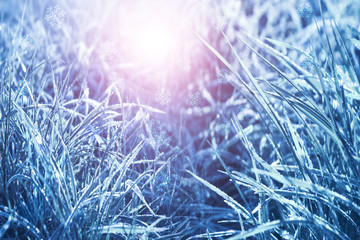 Blue tinted winter background, morning frost on the grass, sunlight with copy space