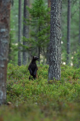 wolverine in forest landscape