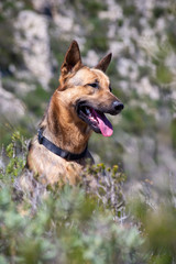 Kenai dog