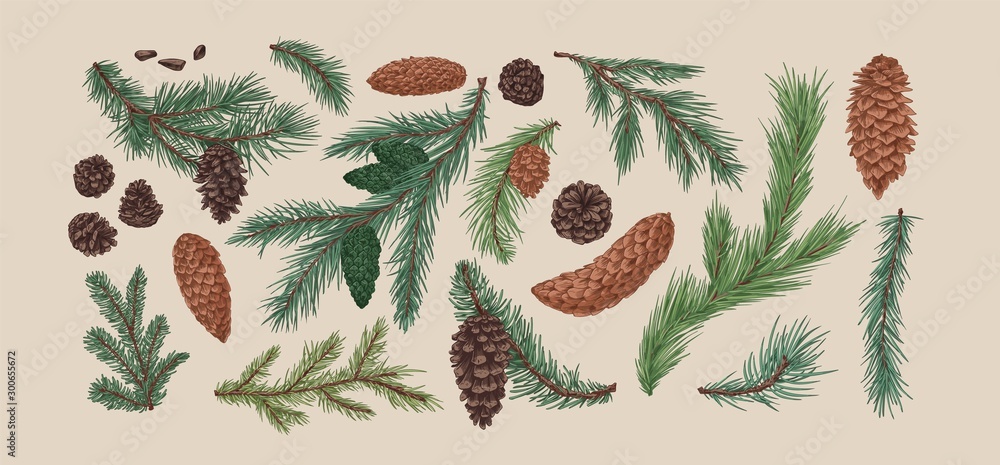Poster hand drawn colorful collection of spruce branches and cones. realistic engraving set of conifer cone