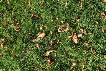 Closeup of brown fallen leaves in the grass in October