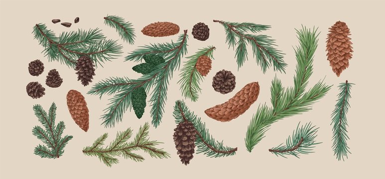 Hand drawn colorful collection of spruce branches and cones. Realistic engraving set of conifer cone isolated on light background. Natural fir, pine, cedar elements. Vector illustration.