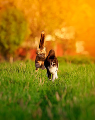 two cute beautiful pet cats are running fast on the green the grass on the spring Sunny meadow...