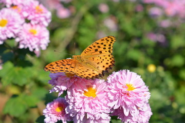 ツマグロヒョウモンのオス、小菊の花、秋、昆虫と花イメージ素材