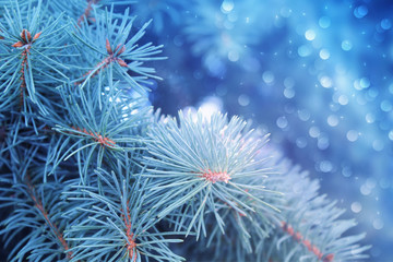 Naklejka na ściany i meble Winter christmas background with copy space, bokeh, snowflakes. Snowy landscape with fir branches. Blue toning