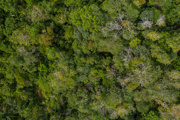 Aerial drone image of Beautiful Rural with local house and green forest in surrounding