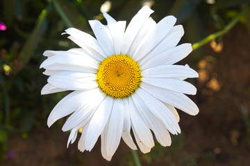 Fototapeta premium white daisy under the bright sunlight