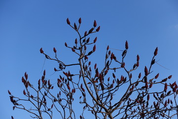 Leafless branches of Rhus typhina with red fruits against blue sky