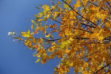 Amber yellow leafage of ash tree against blue sky in october