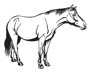 Vector standing horse