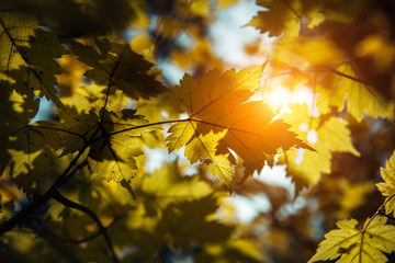 Yellowing maple leaves glow in the sun against blue sky on a clear warm autumn day. Close up, contrast photography of maple branches.