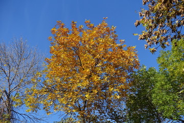 Foliage of ash tree against blue sky in October