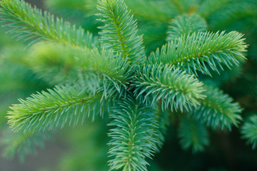 young fluffy spruce, close up branch in the garden
