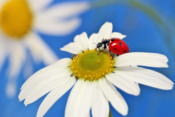 Obraz premium Ladybug leisurely runs on a field flower named Daisy. 