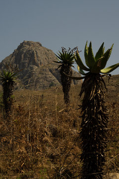 African Landscape Eswatini Swazi