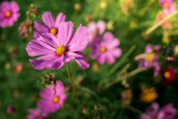 Obraz premium Cosmos Flower has two species - Cosmos bipinnatus and Cosmos sulphureus.