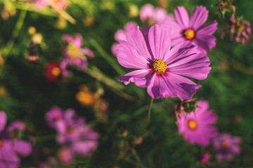 Obraz premium Cosmos Flower has two species - Cosmos bipinnatus and Cosmos sulphureus.