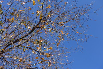 Branches with scarce yellow leaves against blue sky in autumn