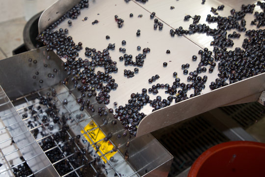 electric mat sorting grapes to make juice during the grape harvest