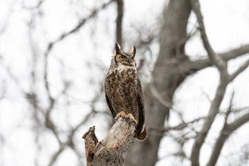 Great Horned Owl perched on a natural totem pole.