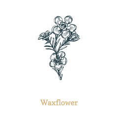 Waxflower vector illustration. Drawn sketch of Chamelaucium wild flower in engraving style. Botanical plant isolated.