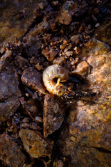 Black ants (poneinae) eating a caterpillar fallen from a branch. Chanchamayo - Peru