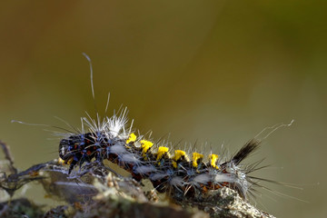 Small stinging caterpillar perched on a leaf in an Andean forest. Junín - Perú