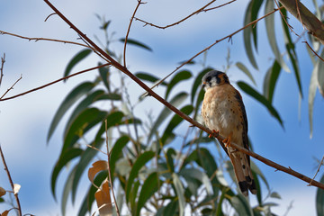 American kestrel (Falco sparverius) perched on a eucalyptus tree inside an urban park