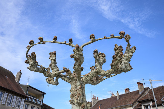 Trimmed Platanus (Plane) trees, Place des D&eacute;port&eacute;s in Poligny which is a commune in the Jura department in Franche-Comt&eacute; in eastern France.