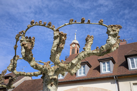 Trimmed Platanus (Plane) trees, Place des D&eacute;port&eacute;s in Poligny which is a commune in the Jura department in Franche-Comt&eacute; in eastern France.