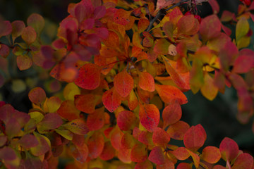 Autumn Branches close-up with small red leaves and lit by Sunlight
