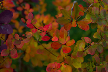 Autumn Branches close-up with small Yellow flowers, green larvae and illuminated by Sunlight