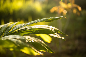 Selective focus of water droplet on green leaves.