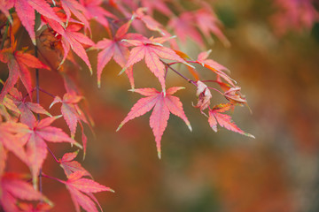 Outdoor autumn maple Japanese red maple leaf closeup，Acer palmatum atropurpureum
