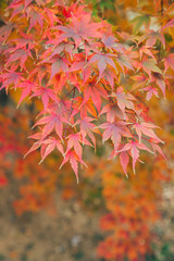 Outdoor autumn maple Japanese red maple leaf closeup，Acer palmatum atropurpureum