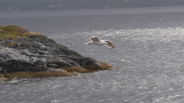 Seagull bird at Atlantic Ocean Road, Norway