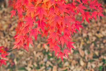 Outdoor autumn maple Japanese red maple leaf closeup，Acer palmatum atropurpureum
