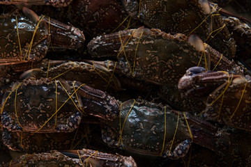 Close up of fresh crab at market.