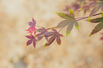 Outdoor autumn maple Japanese red maple leaf closeup，Acer palmatum atropurpureum