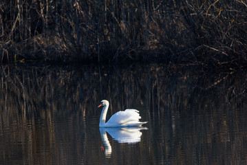 Mute swan  (Cygnus olor) at lake. Beautiful reflection of bird on water. Birdwatching in Lubana, Latvia.