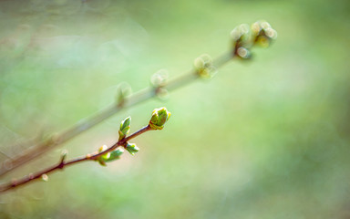 Early spring branch and bud