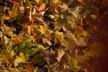 Autumn fallen leaves closeup sunlight illuminated background for design