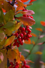 Fototapeta na wymiar Autumn Twigs Close-up with Small Red Berries and Sunlighted