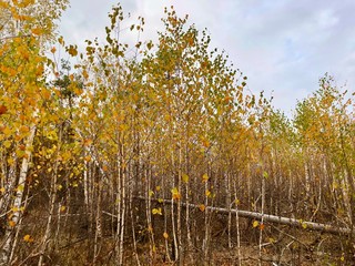 Birch grove, young birch trees. Broken trees in a young forest. Broken tops of birches after the...