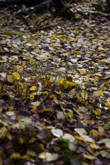 Autumn fallen leaves closeup sunlight illuminated background for design