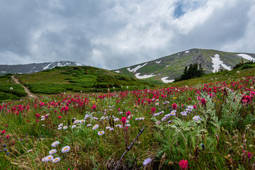 flowers in the mountains