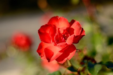 red rose in garden