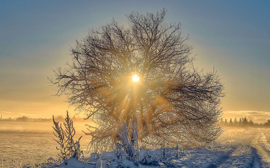 Winter sun through the tree